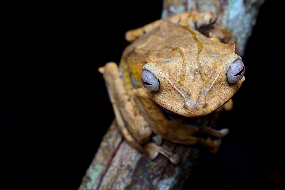 Borneo Eared Frog Care (Polypedates otilophus)