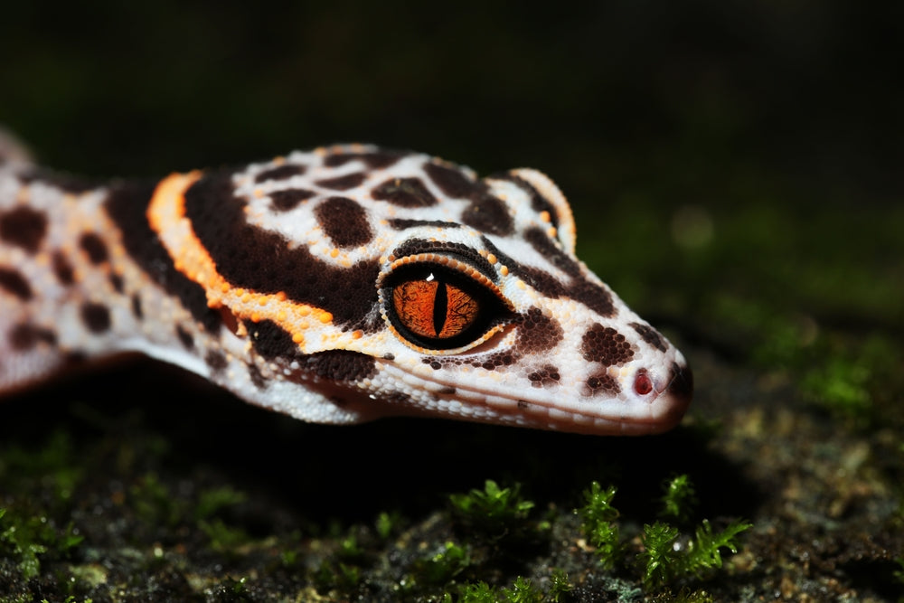 Chinese Cave Gecko Care Guide(Goniurosaurus hainanensis)