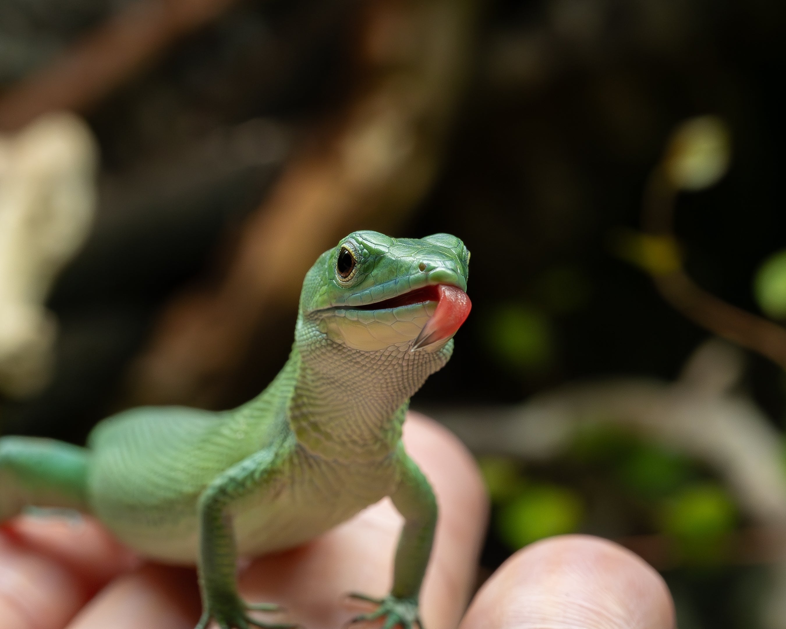 Green Keel-Bellied Lizard Care (Gastropholis prasina)