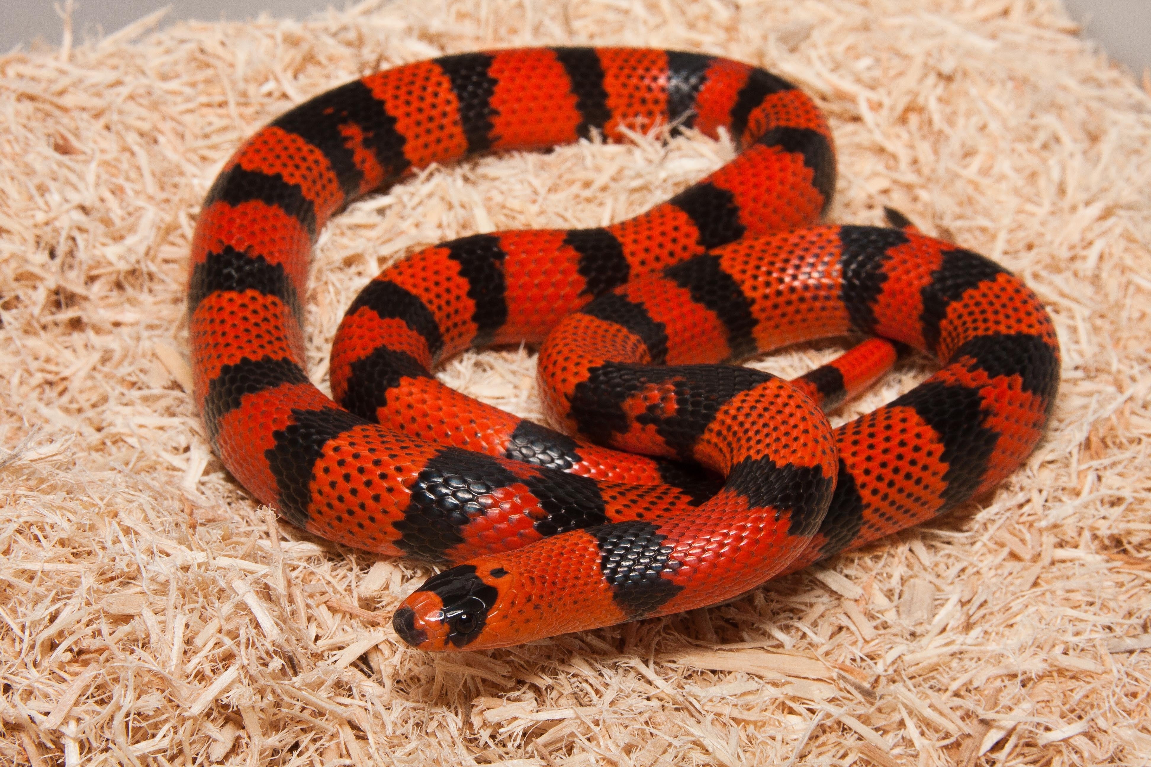 Milk Snakes
