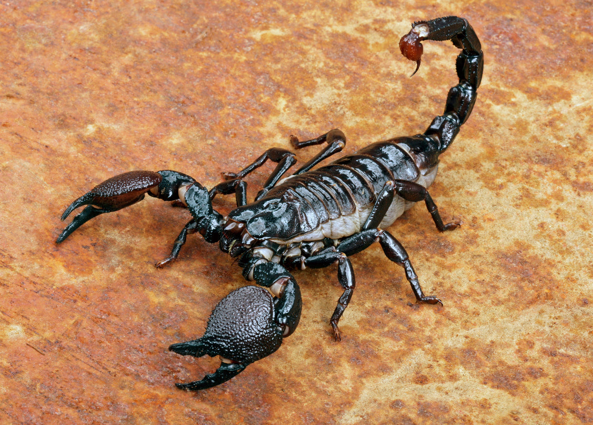 Scorpions
