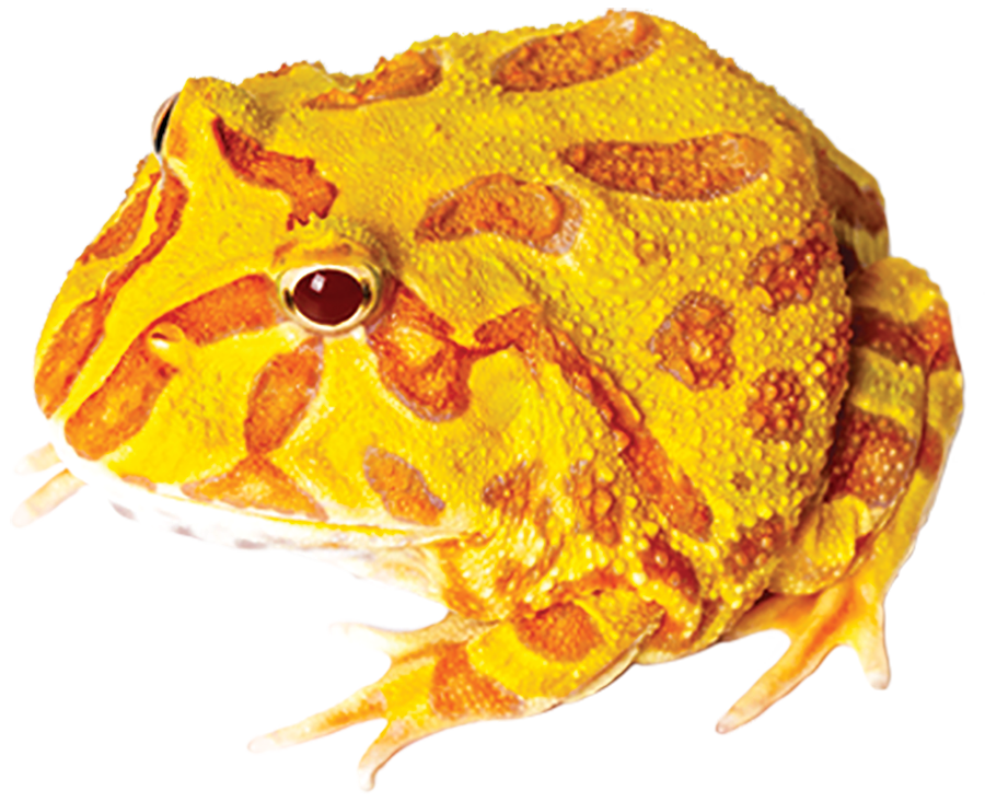 Pacman Frog ALBINO