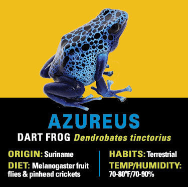 GRAB N GO KIT: Dart Frog - AZUREUS