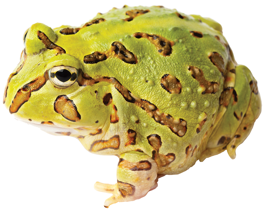 GNG Kit: Pacman Frog - Pacific Horned GREEN