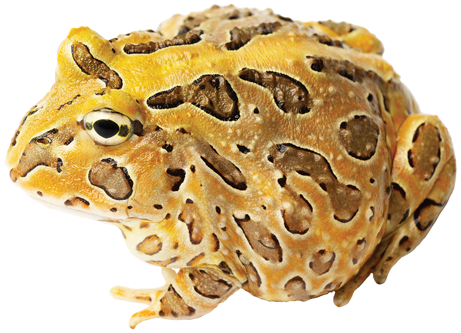 GNG Kit: Pacman Frog - Pacific Horned RED