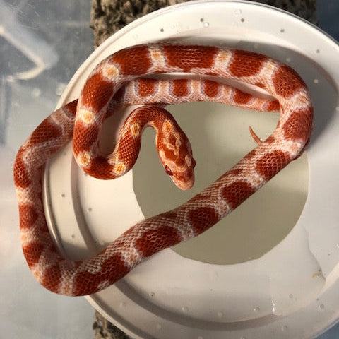 Corn Snake - Albino
