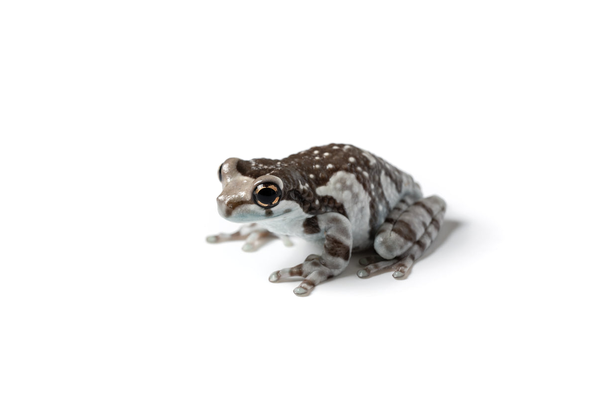 Amazon Milk Frog