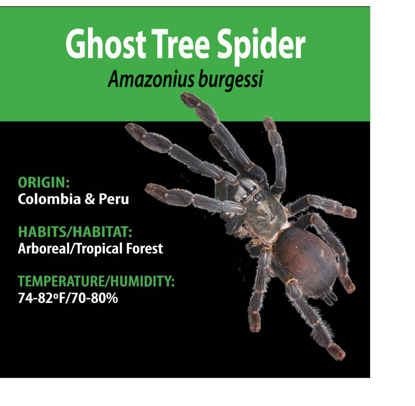 ARBOREAL GRAB N GO KIT: Amazoniuss burgessi (Ghost Tree Spider) 1.5"+