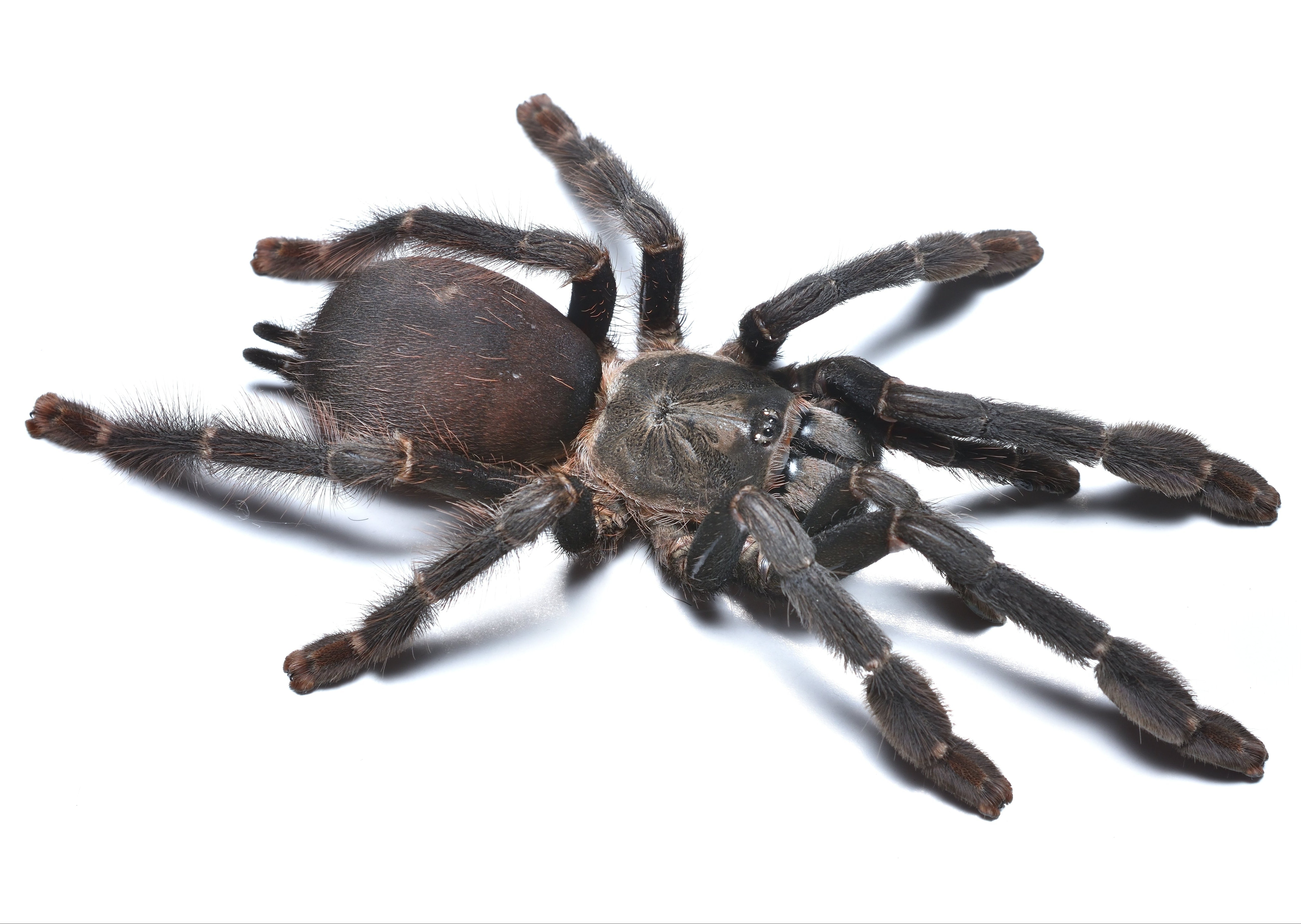 Amazoniuss burgessi (Ghost Tree Spider) Live Exotic Tarantula Pet for Enthusiasts