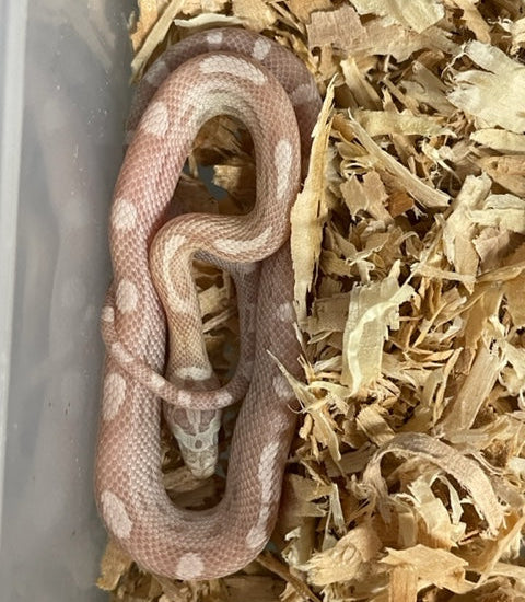Corn Snake - Anery Motley Ultramel