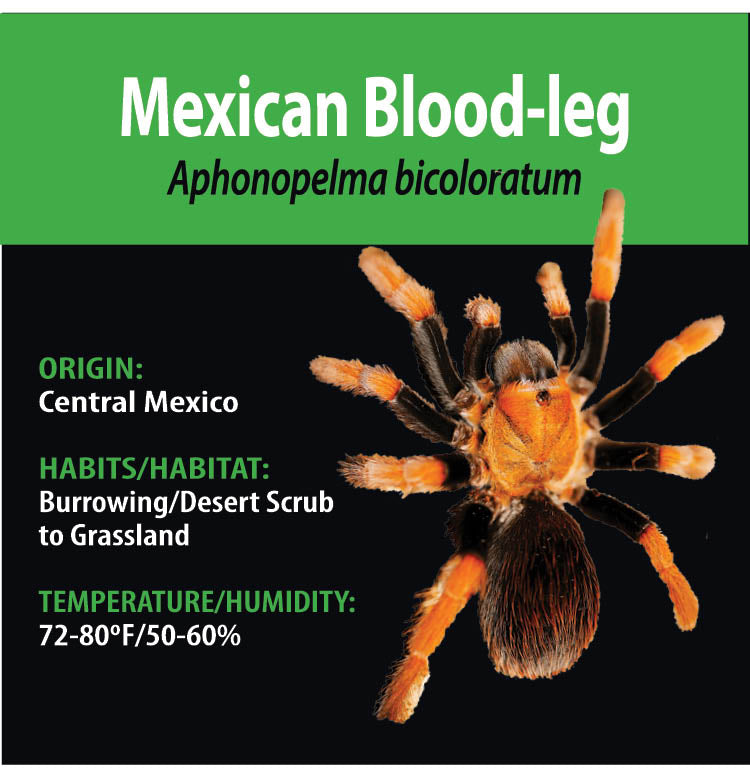 TERRESTRIAL GRAB N GO KIT: Aphonopelma bicoloratum (Mexican Blood-leg) 1.5"+