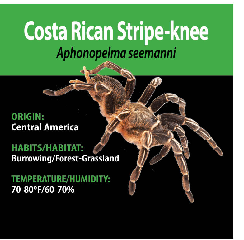 TERRESTRIAL GRAB N GO KIT: Aphonopelma seemannii (Costa Rican Stripe-knee) 1.5"+