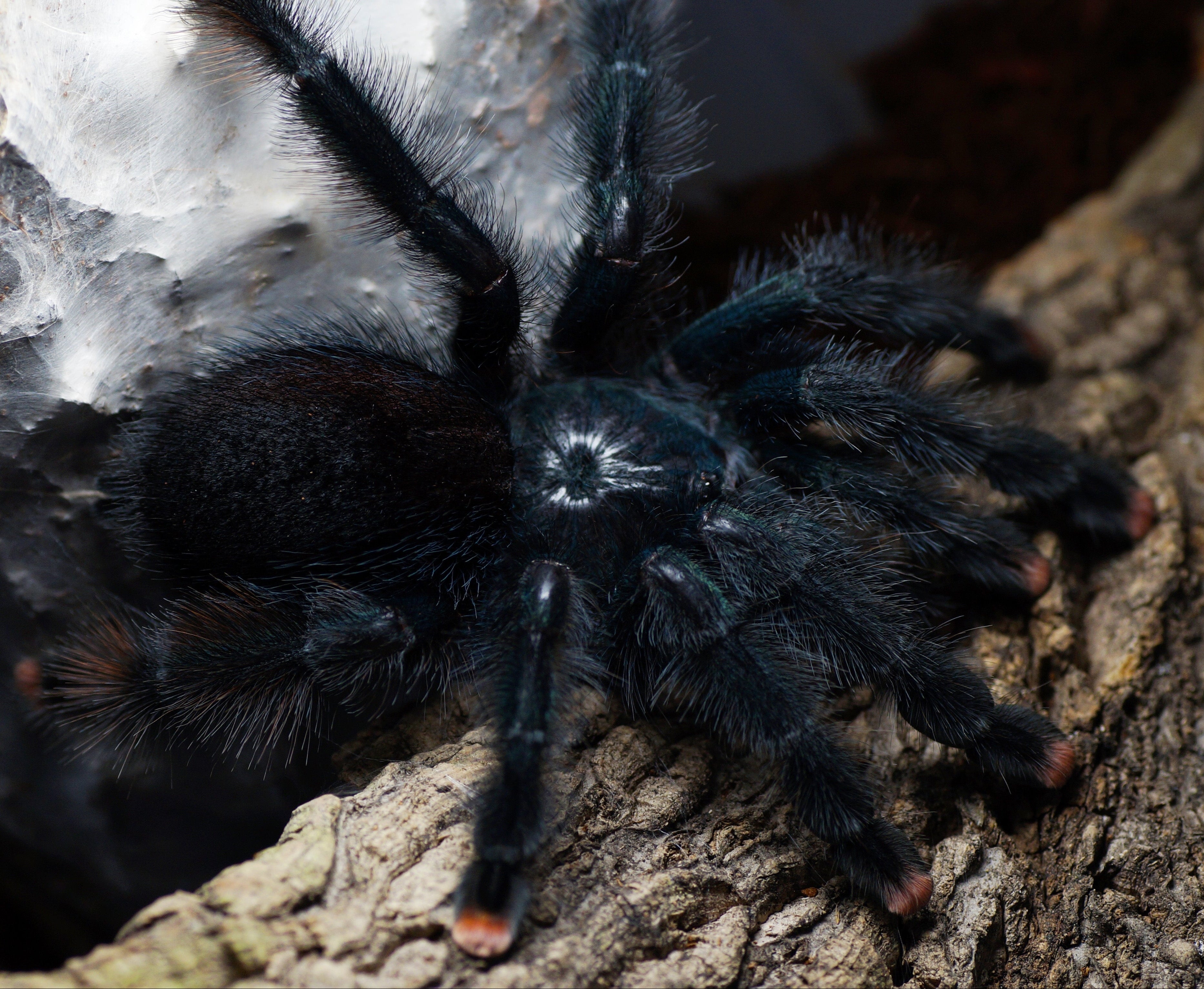 Avicularia geroldi (Brazilian Blue-green Pink-toe)