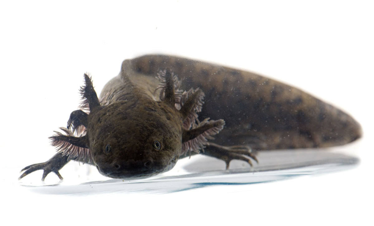 Axolotl Normal