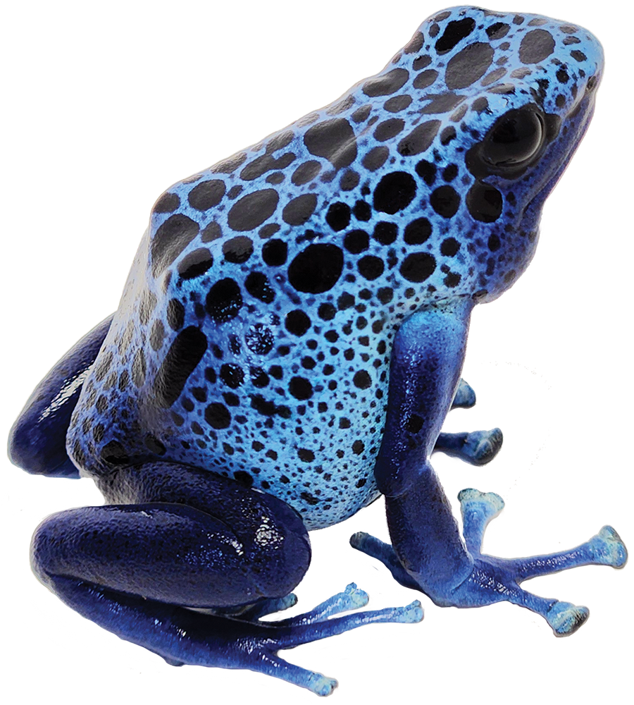 Dart Frog AZUREUS