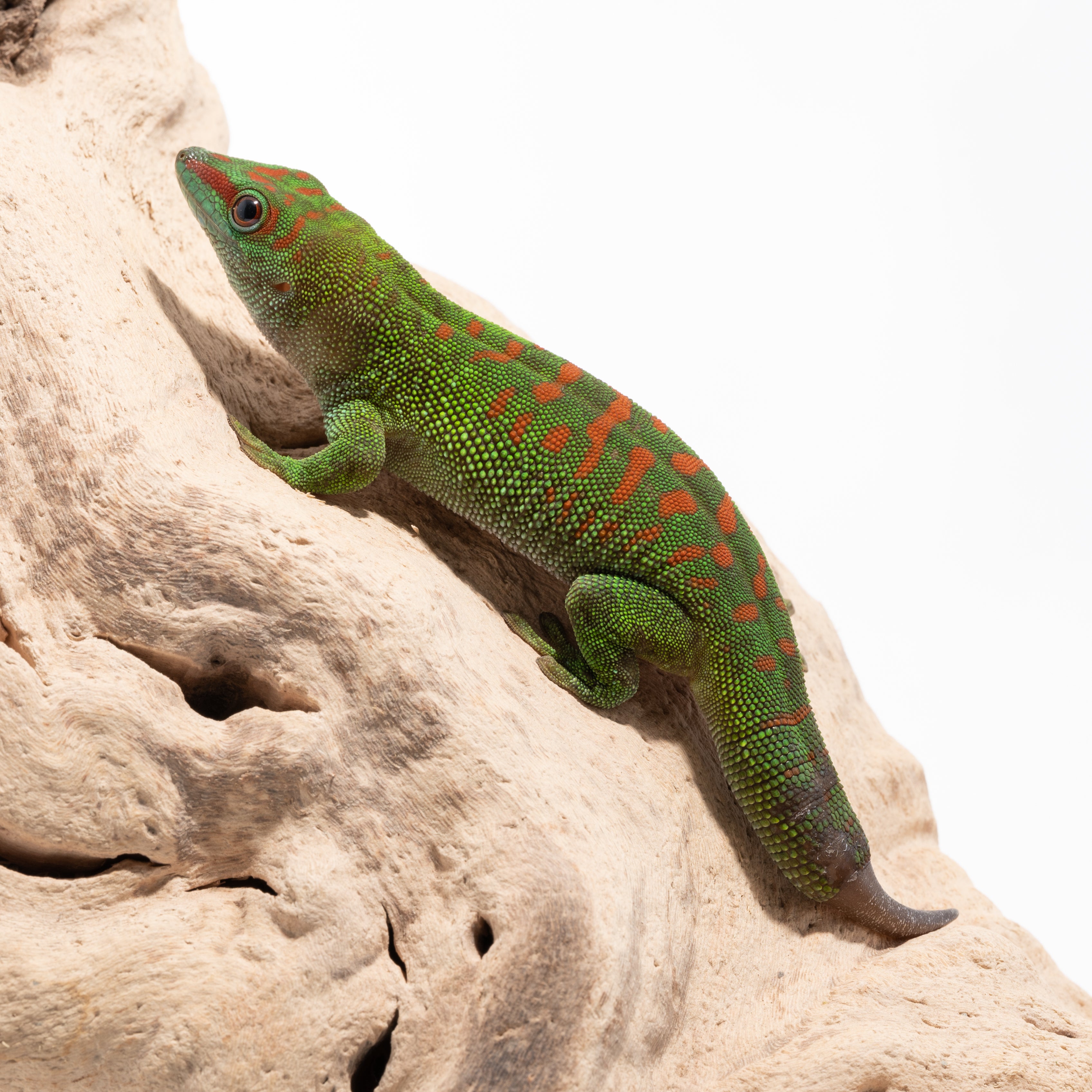 Crimson Giant Day Gecko - B Grade