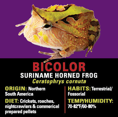GNG Kit: Pacman Frog - Suriname Horned BI COLOR