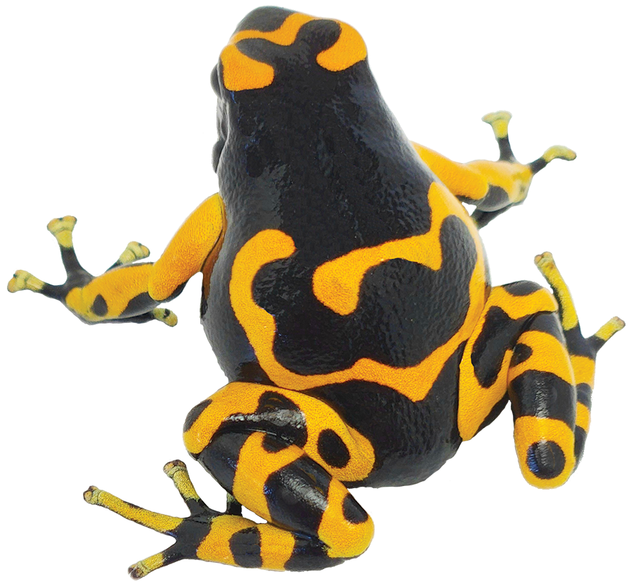 Dart Frog BANDIT BUMBLEBEE
