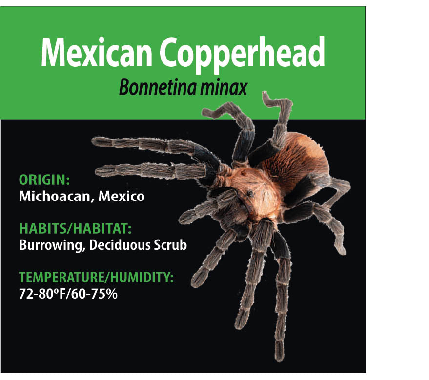 TERRESTRIAL GRAB N GO KIT: Bonnetina minax (Mexican Copperhead) 1.5"+