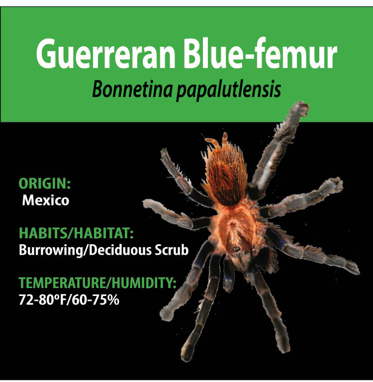 TERRESTRIAL GRAB N GO KIT: Bonnetina papalutlensis (Guerreran Blue Femur) 1.5"+