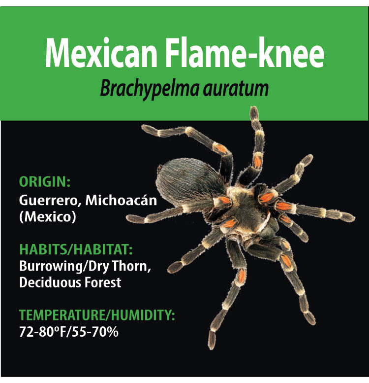 TERRESTRIAL GRAB N GO KIT: Brachypelma auratum (Mexican Flame-knee) 1.5"+