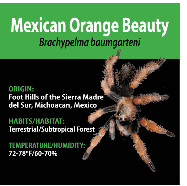 TERRESTRIAL GRAB N GO KIT: Brachypelma baumgarteni (Mexican Orange Beauty) 1.5"+