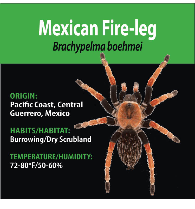 TERRESTRIAL GRAB N GO KIT: Brachypelma boehmei (Mexican Fire-leg) 1.5"+