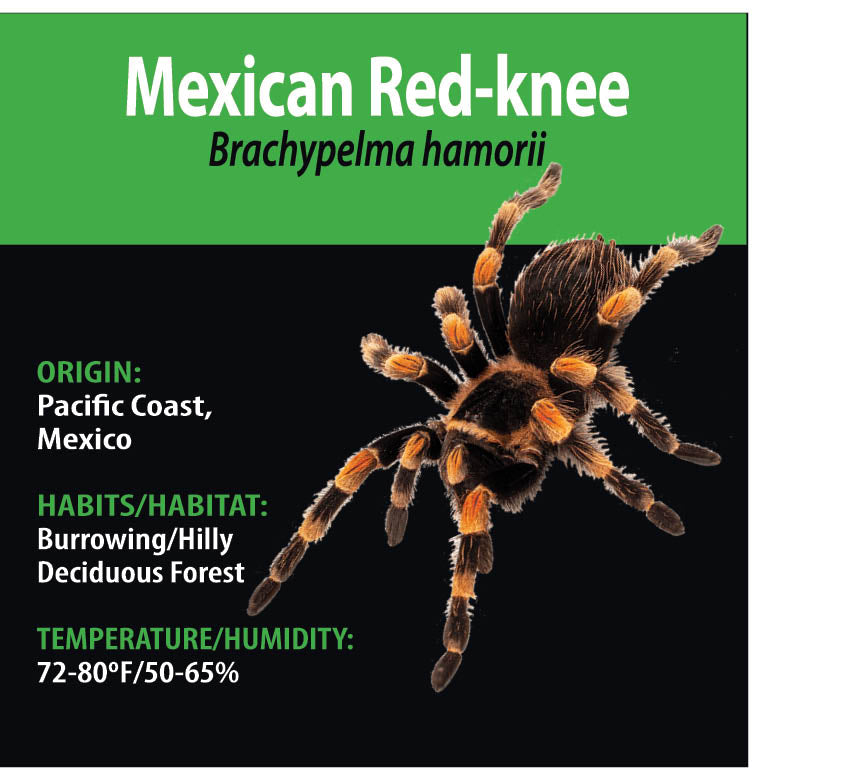TERRESTRIAL GRAB N GO KIT: Brachypelma hamorii (Mexican Red-knee) 1.5"+