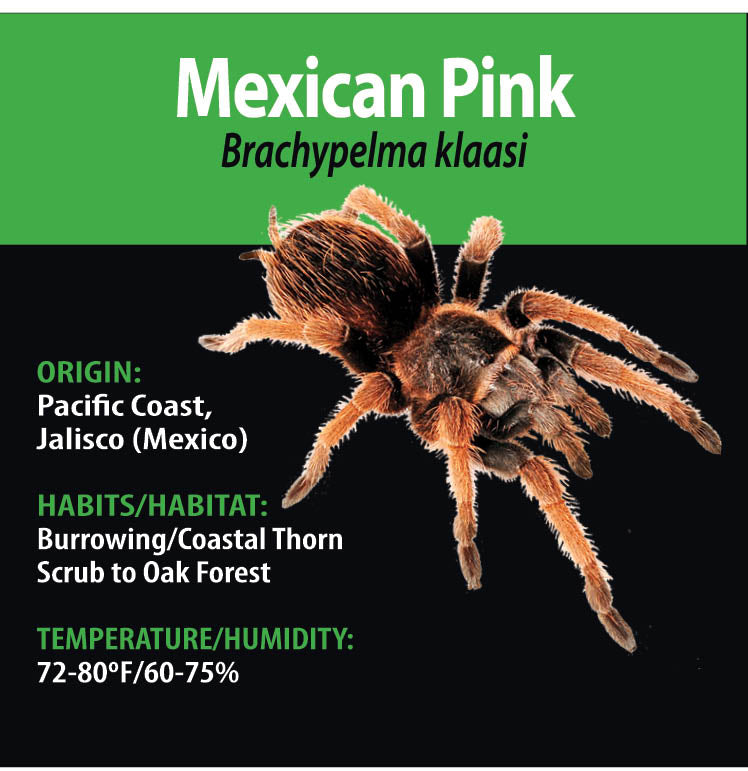 TERRESTRIAL GRAB N GO KIT: Brachypelma klaasi (Mexican Pink) 1.5"+