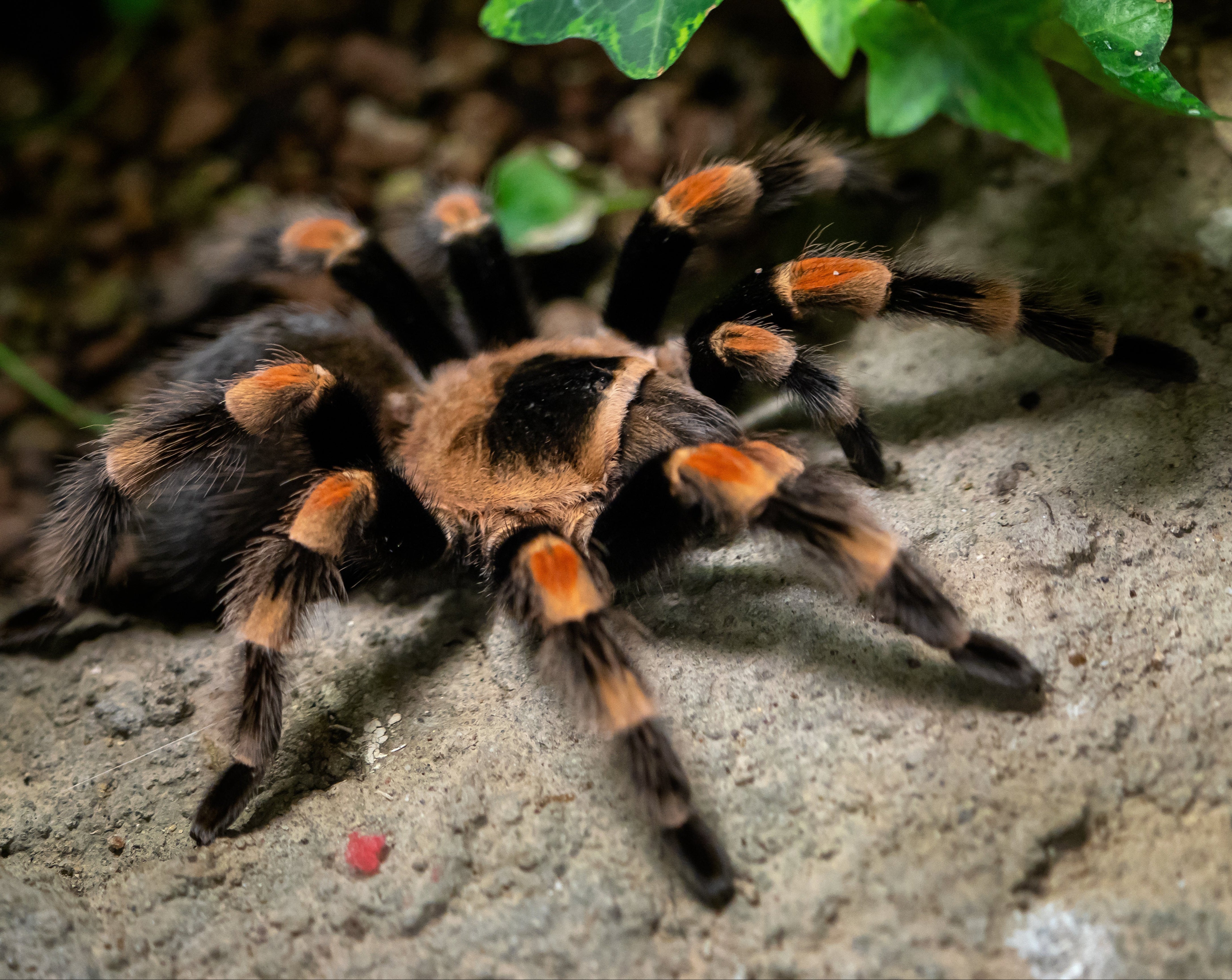 Brachypelma smithi (Formerly Annitha)(Mexican Giant Red-knee) 5- 6" MALE