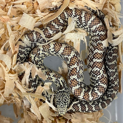 Serpiente Rey - Brooks: Hipo