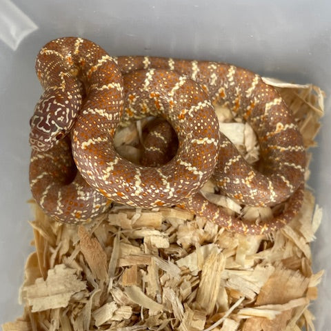 Serpiente Rey - Brooks: Amel (Albino)