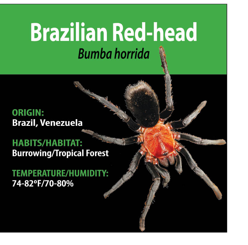 TERRESTRIAL GRAB N GO KIT: Bumba horrida (Brazilian Red-head) 1.5"+