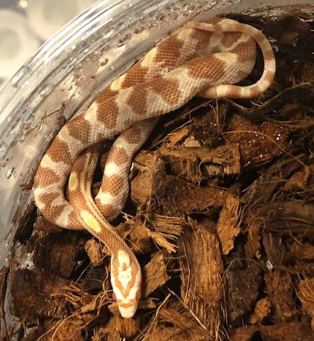 Serpiente de maíz - Mantequilla