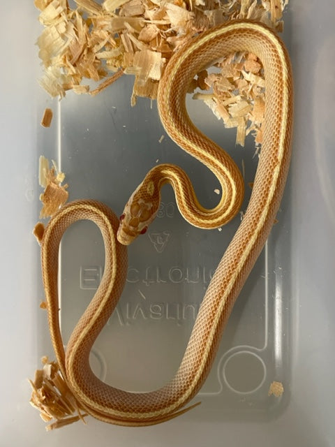 Serpiente del maíz - Rayas de mantequilla
