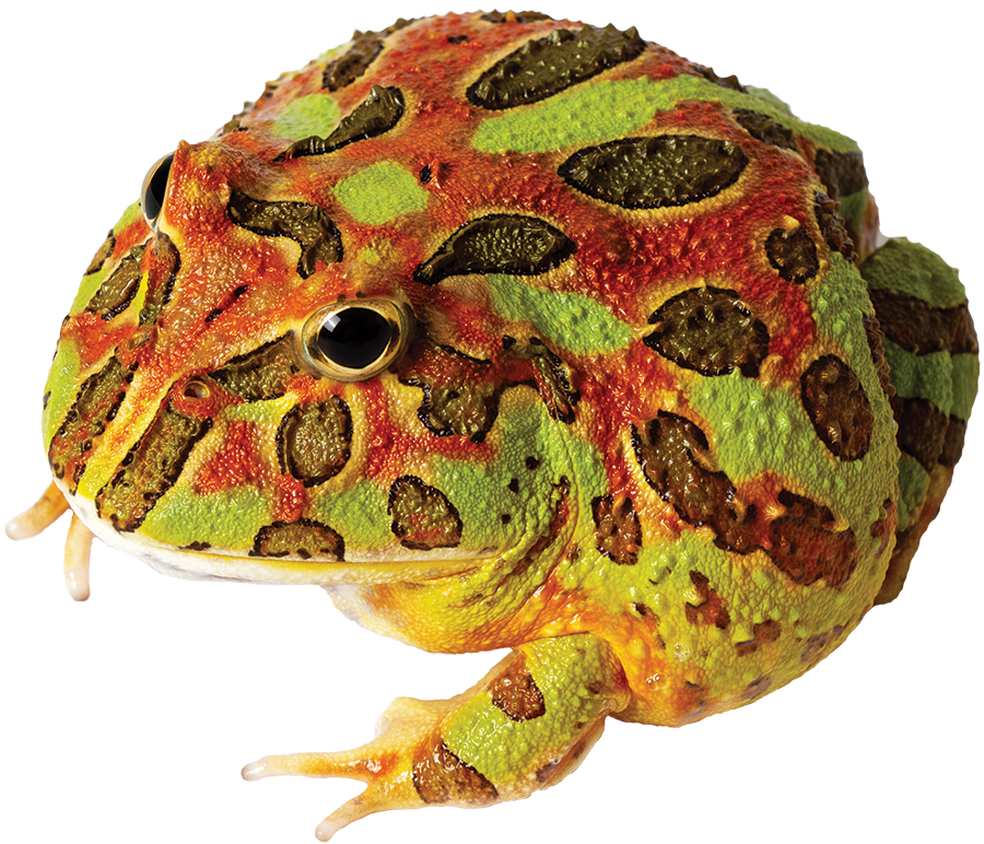 GNG Kit: Pacman Frog - CAMOUFLAGE