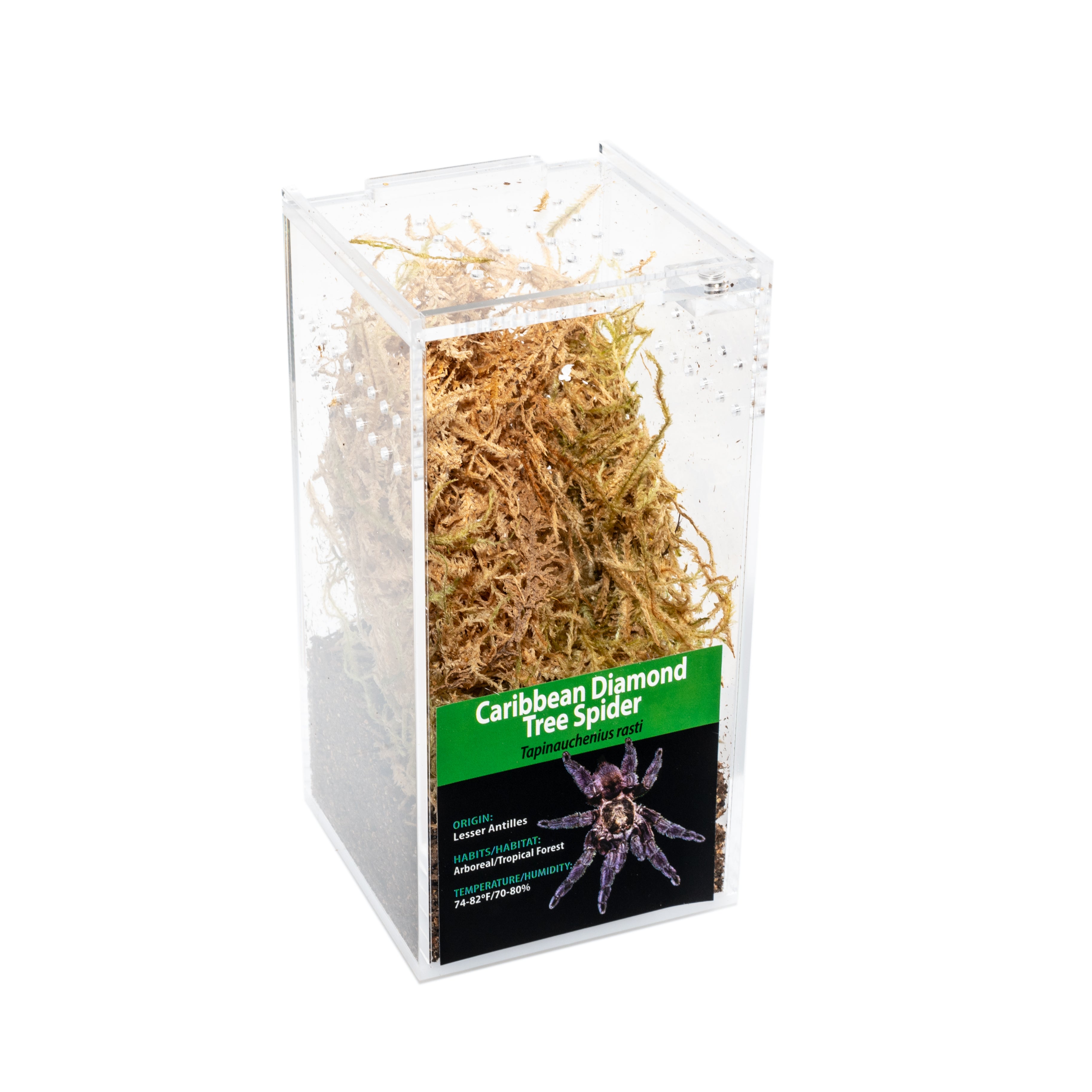 GRAB N GO キット: Tapinauchenius rasti (カリビアン ダイヤモンド ツリー スパイダー)