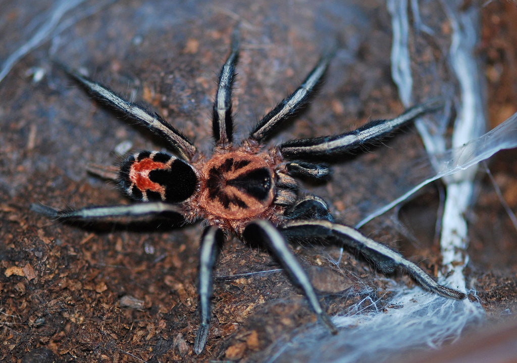 Cyriocosmus leetzi (Colombian Dwarf Tiger) .25"