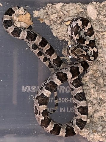 Serpiente del maíz - Anery