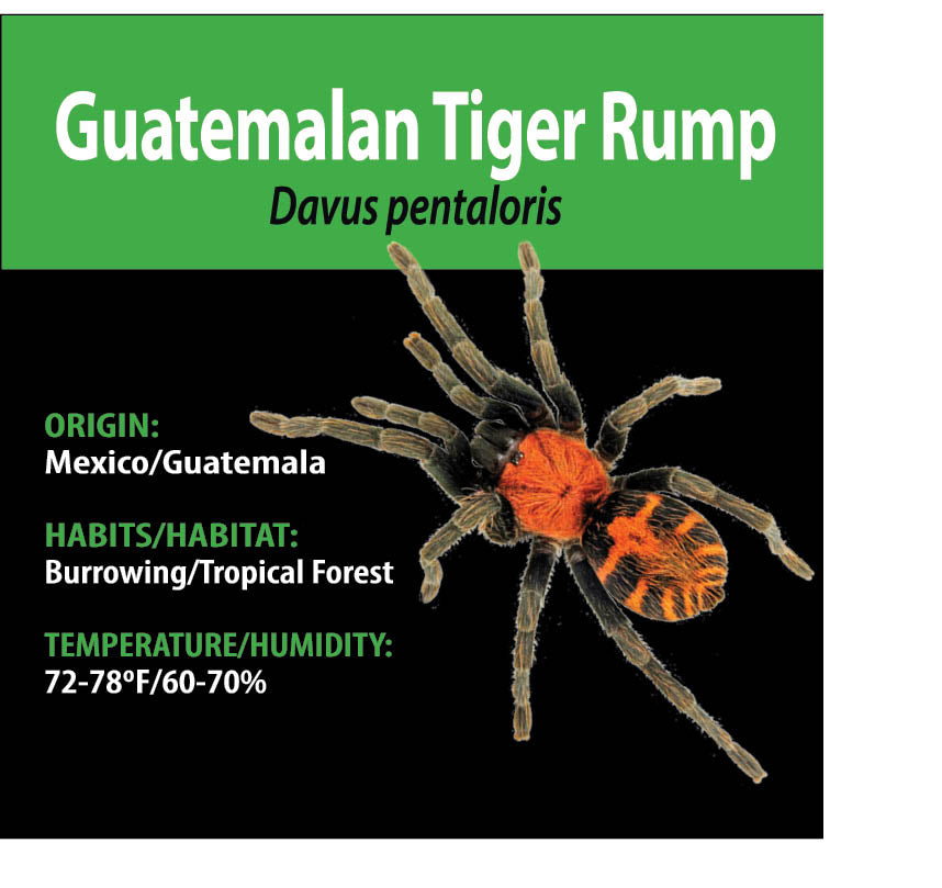 TERRESTRIAL GRAB N GO KIT: Davus pentaloris (Guatemalan Tiger Rump) 1.5"+