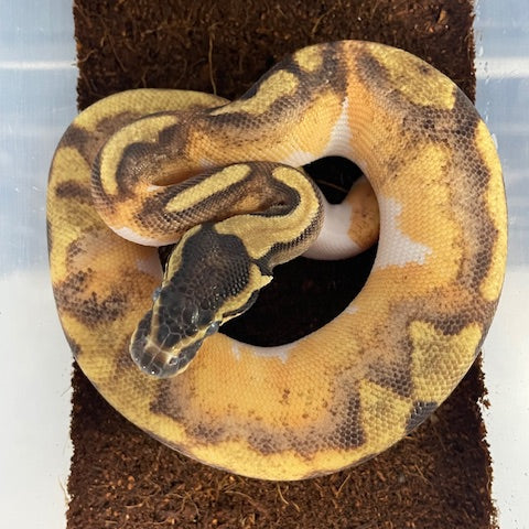 Pitón bola de vientre amarillo azucarero de Enchi Pied MACHO