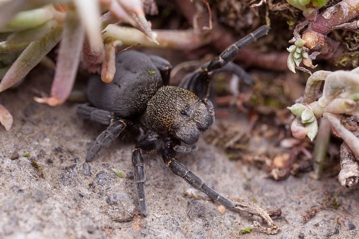 Eresus sp. 'Illustris' (Araña de terciopelo de cabeza amarilla) .25"