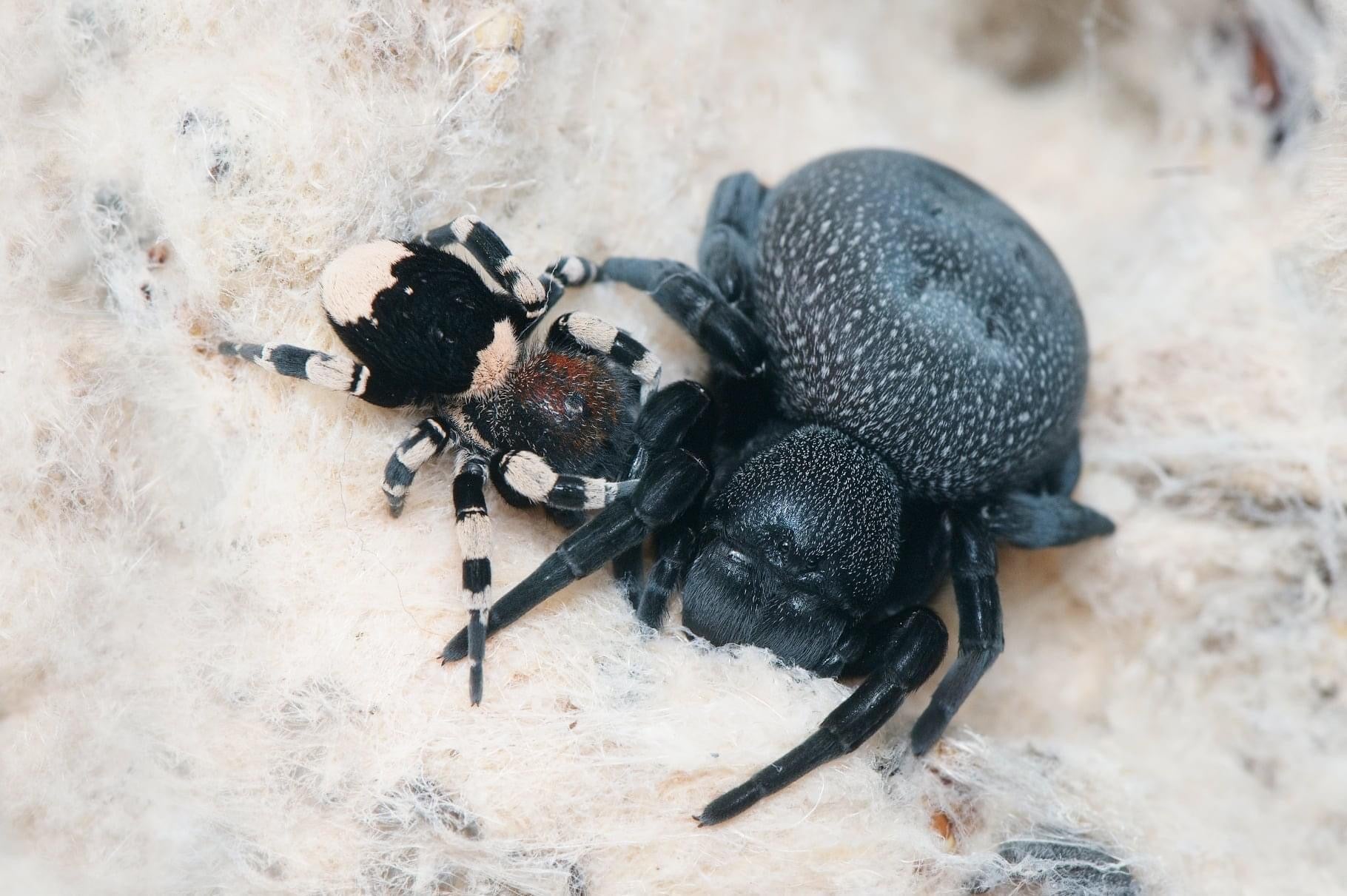 Eresus sp. 'Blue Sidi Ifni' (Araña marroquí de terciopelo azul) 0,25"