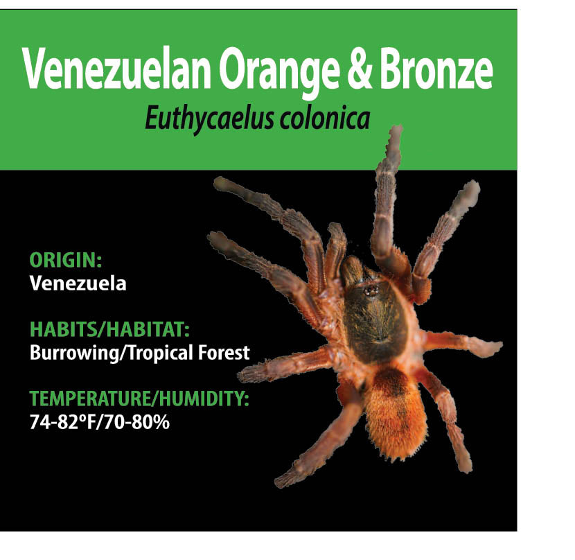 TERRESTRIAL GRAB N GO KIT: Euthycaelus colonica (Venezuelan Orange and Bronze) 1.5"+
