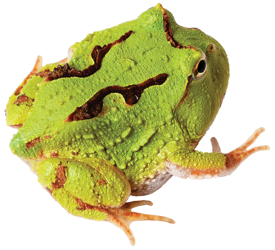 GNG Kit: Pacman Frog - Fantasy GREEN