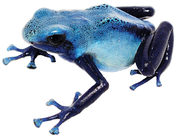 Dart Frog FINE SPOT AZUREUS