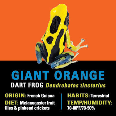 GRAB N GO KIT: Dart Frog - GIANT ORANGE