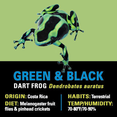 GRAB N GO KIT: Dart Frog - GREEN AND BLACK