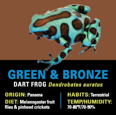 GRAB N GO KIT: Dart Frog - GREEN AND BRONZE