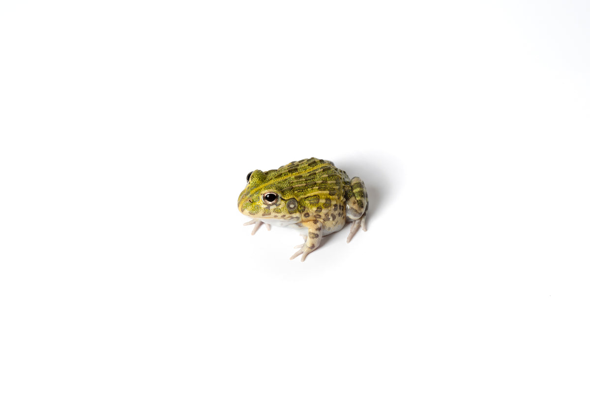 Giant Pixie Frog (Giant African Bullfrog) 1"